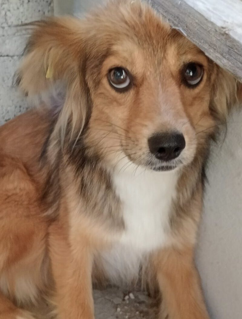 Francesca