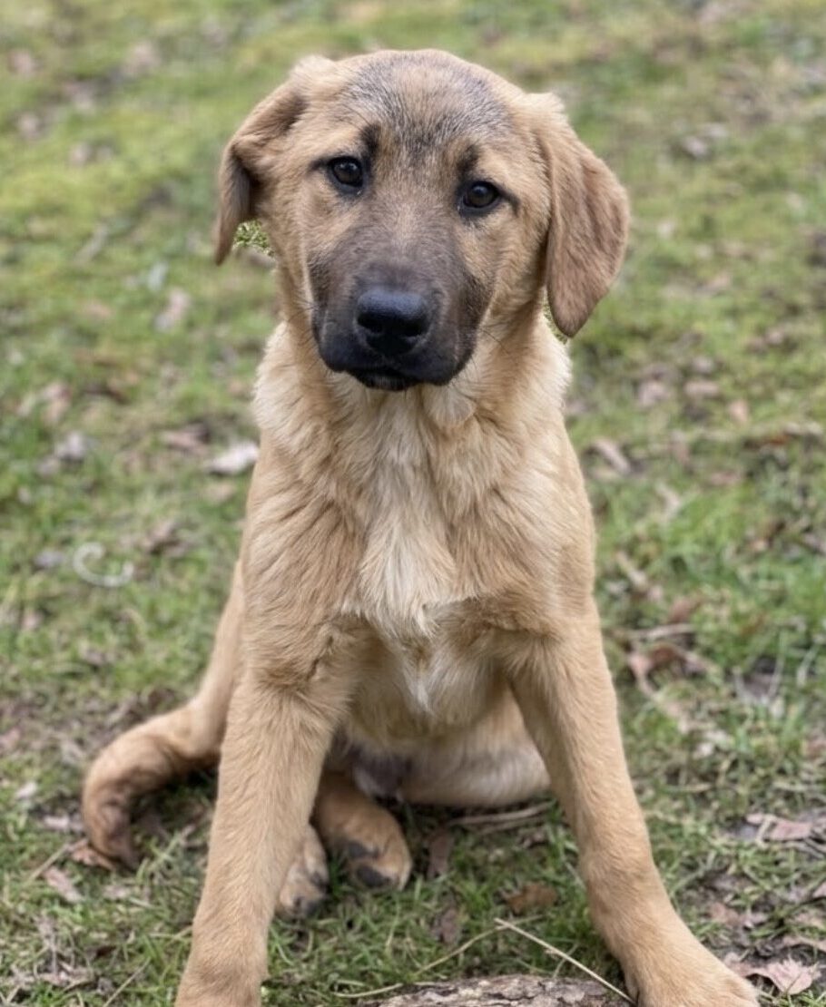 Grischa