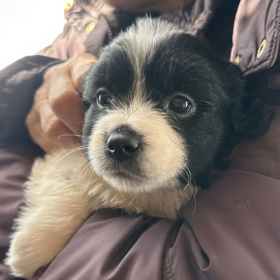 Zorro