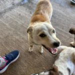 Pablo