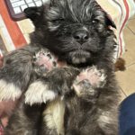 L-Wurf