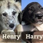 Henry&Harry